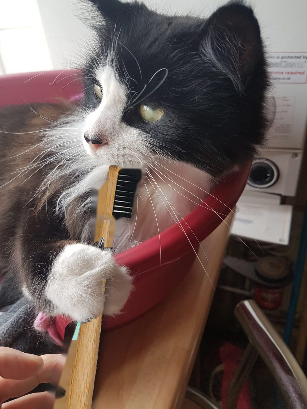 A black and white cat beside a bamboo toothbrush
