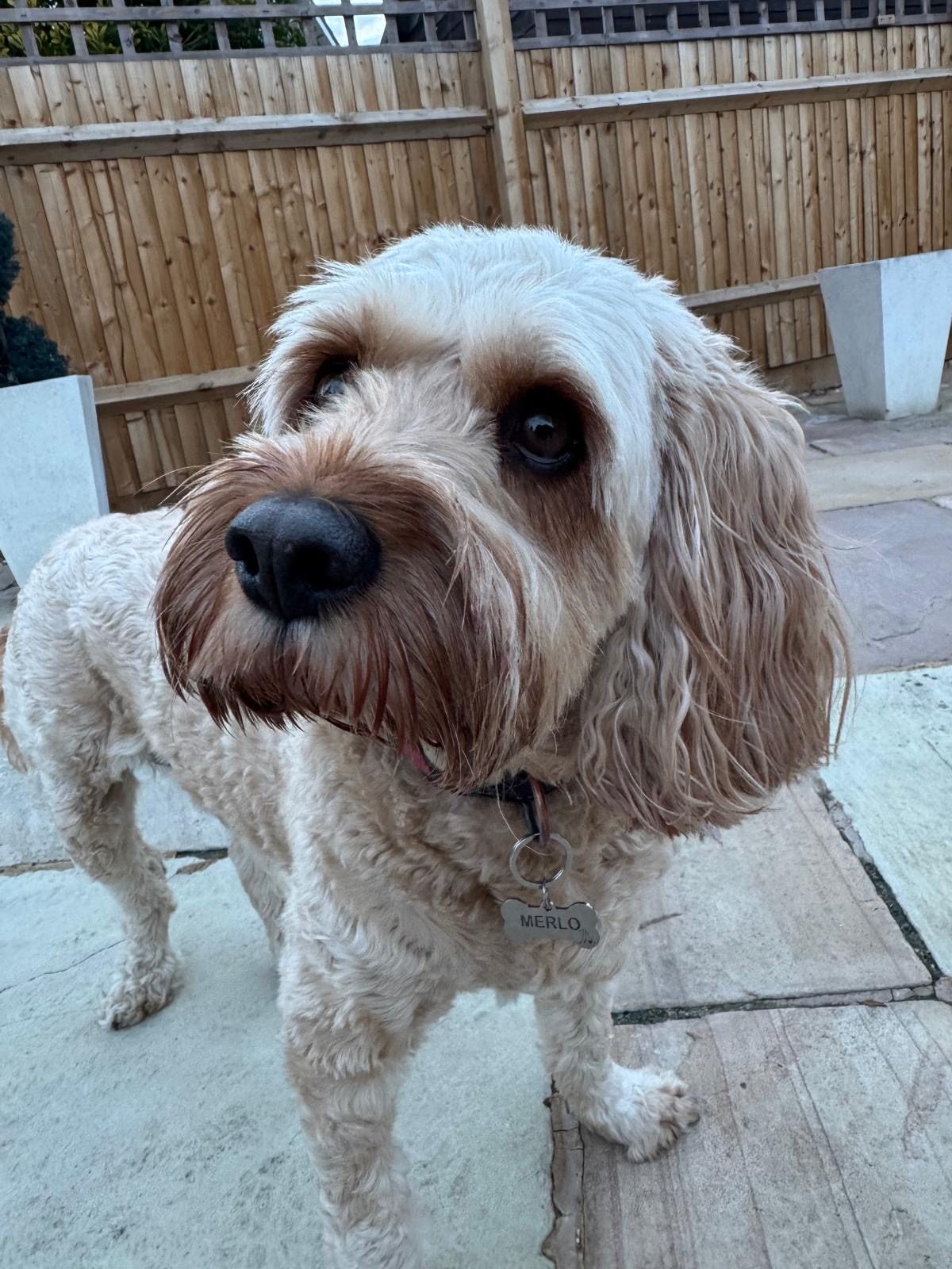 Merlo, a cream Cavapoo, looking up at the camera