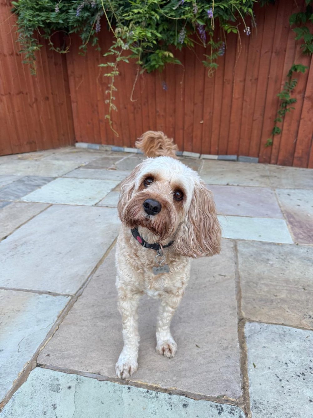 Merlo the Cavapoo sitting outdoors