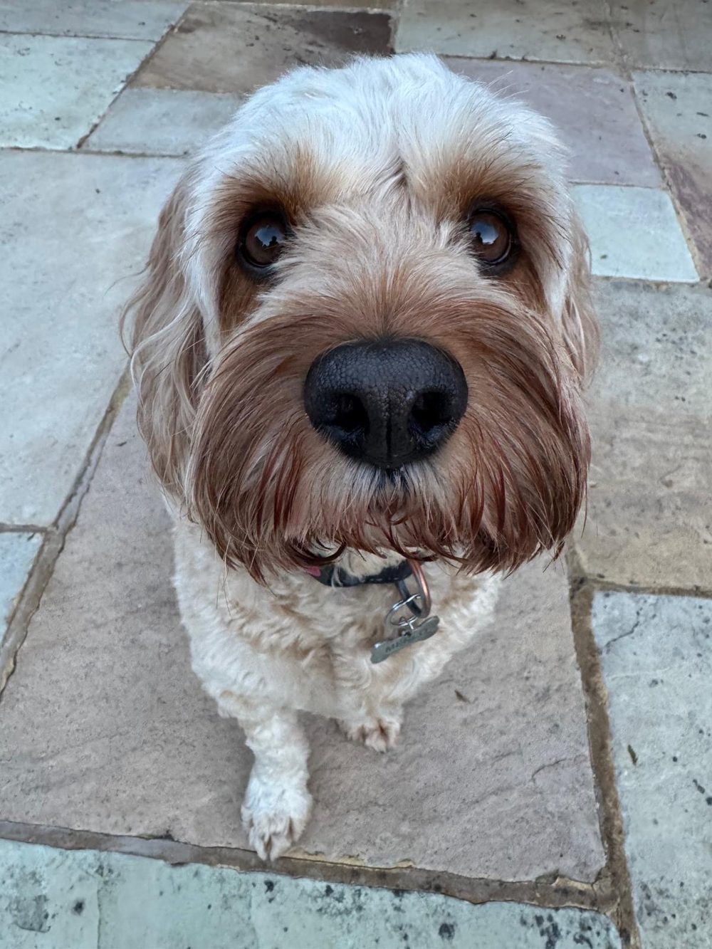 Merlo the Cavapoo, close up