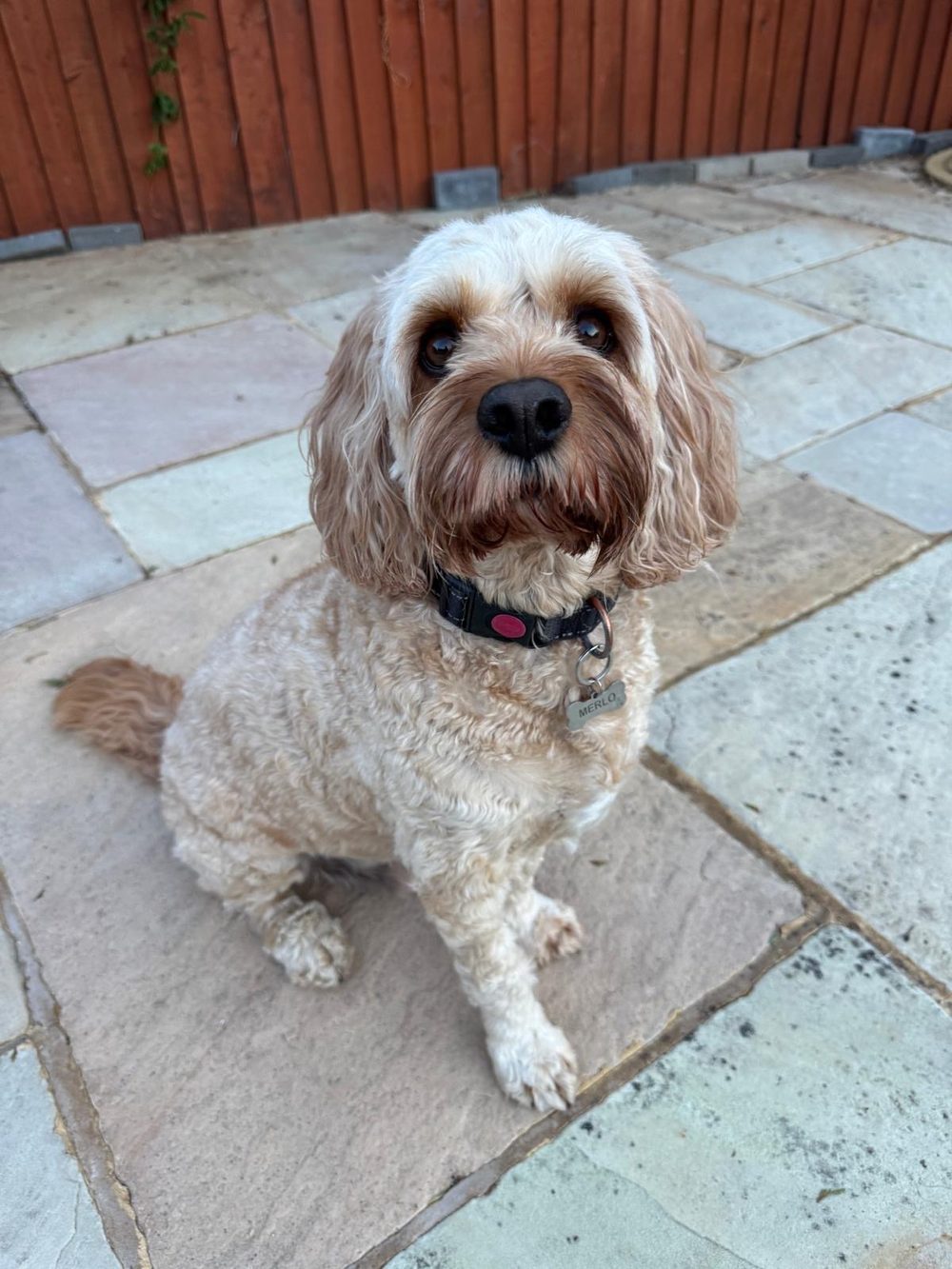 Merlo, a cream Cavapoo, sitting on a garden patio and looking up at the camera